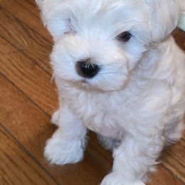 Miniature Schnauzer Puppies from Incredible_Schnauzers