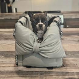 Raven - Brindle and white female French Bulldog puppy in Monterey, Louisiana from McaysKennels