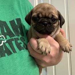 Gandalf - Fawn male Pug puppy in Ludowici, Georgia from Royal Destiny Kennels