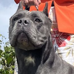 Frida - Cane Corso