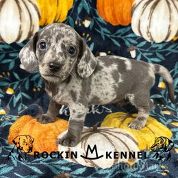 Dapple Girl - Dapple female Dachshund puppy in George West, Texas from Rockin M Kennel