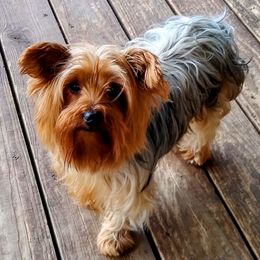 Jojo - Yorkshire Terrier