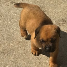 Boy 1 - Fawn male Cane Corso puppy in Gwinnett County, Georgia from Better Than You Cane Corso’s