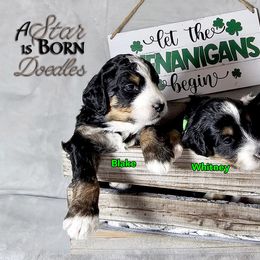 Bernedoodle Puppies from A Star is Born Doodles