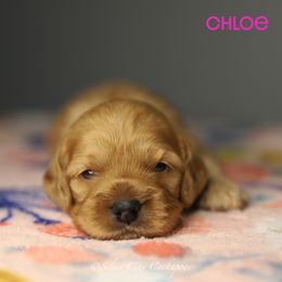 Chloe - Cream female Cockapoo puppy in Canastota, New York from Silver City Cockapoos