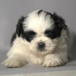Boy I - Black and white male Shih Tzu puppy in Middleborough, Massachusetts from Shih Tzu Pups