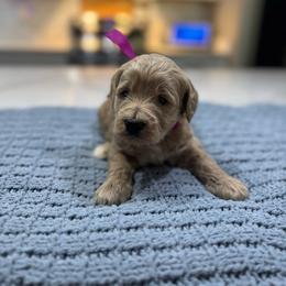 Purple Female- MiniGoldendoodle - Apricot female Goldendoodle puppy in Piedmont, South Carolina from The Farm at Saluda Ridge