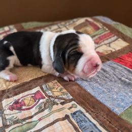 Evie's - Black white and brown male Basset Hound puppy in Hood River, Oregon from The Walls Hounds With Heart