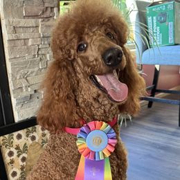 Poodle puppies from Araeah's Red Standard Poodles