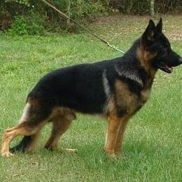 German Shepherds from Grum Majestat's German Shepherds