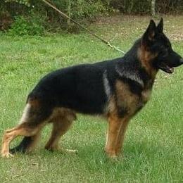 German Shepherds from Grum Majestat's German Shepherds