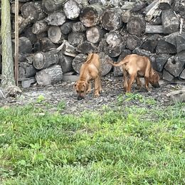 Ginger - Light wheaten female Rhodesian Ridgeback puppy in Botkins, Ohio from River Rock Ridgebacks