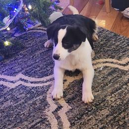 Paisley - Black and tan female Working Dog Cross puppy in Nevada, Missouri from Briarwood Collies