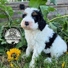 Parti boy - Black and white male Bernedoodle puppy in Graham, Texas from 2 Rose Ranch Doodles