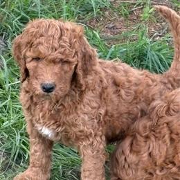 Olaf - Red  male Goldendoodle puppy in Indiana, Pennsylvania from Kathy's Doodles