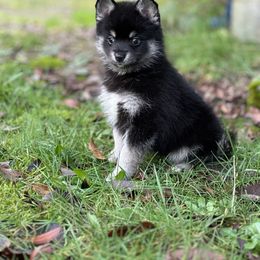 Pomsky Puppies from SeattlePomskies