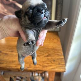 TBD - Fawn male Pug puppy in Boynton Beach, Florida from Camp Pug