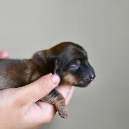 Latte - Cream female Dachshund puppy in Youngstown, Florida from Paradox Dachshunds