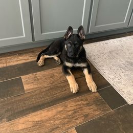 German Shepherd Puppies from StoneWall