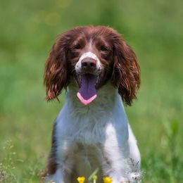 Briar - English Springer Spaniel