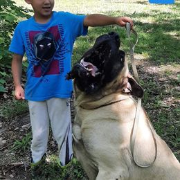 AKC PUP 560 - Fawn Mastiff puppy in Ava, Missouri from Ozark Mountain Mastiffs