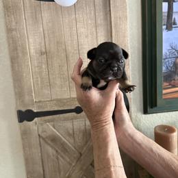 Green collar boy - Black and tan male French Bulldog puppy in Golden, Missouri from Baxa Frenchie’s