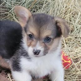 Blue bandana boy - White and black male Pembroke Welsh Corgi puppy in Cherokee, Oklahoma from MCS Farms-OK
