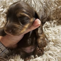 Annie - Chocolate female Dachshund puppy in Strong, Arkansas from Dachshunds R Us