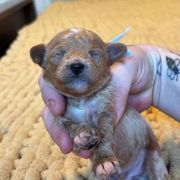 Breeze - Red  male Poodle puppy in Wharton, Texas from In the Red Poodles