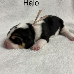 Halo AKC - Black tan and white female Beagle puppy in Rogersville, Missouri from Hales Little Beagle Haven