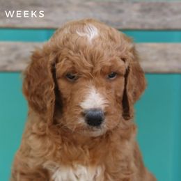 Peter - Goldendoodle puppy in Travelers Rest, South Carolina from Austin Doodle Ranch