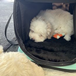 Coton de Tulear Puppies from Aloha Cotons