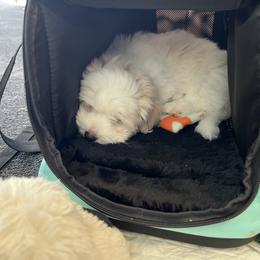 Coton de Tulear Puppies from Aloha Cotons