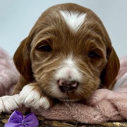 Purple Female - Apricot female Goldendoodle puppy in Great Falls, Montana from Montana Goldendoodles