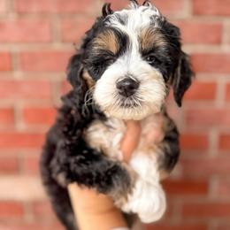 Shasta - Tri-color female Bernedoodle puppy in Ammon, Idaho from Little Stone Bernedoodles