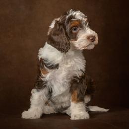 Blossom - Brown and white female Aussiedoodle puppy in Germantown, Ohio from Doodle Patch Farm