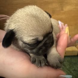 Pink - Fawn Pug puppy in Tallapoosa, Georgia from West Georgia Pugs