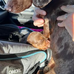 Dachshund Puppies from Regan's Divas