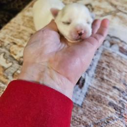 Frosty - White female Coton de Tulear puppy in Conrad, Iowa from Ferne's Kintana Cotons