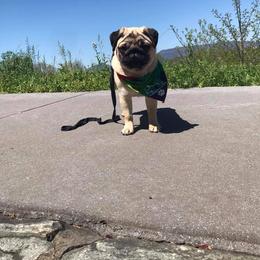 Pug Puppies from Pickwick Pugs