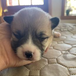Pembroke Welsh Corgi Puppies from Mesa Acre