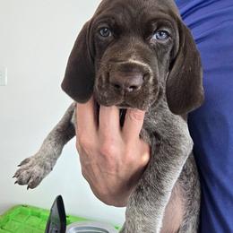 Keeper - Liver roan male German Shorthaired Pointer puppy in Hardy, Virginia from Erica Jackson