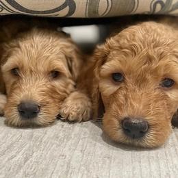 Goldendoodle Puppies from Daisy's Doodles Miami