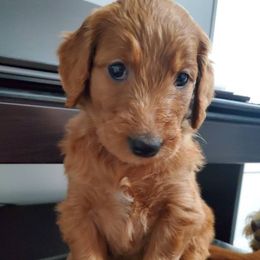 Goldendoodle Puppies from Rustic Road Doodles