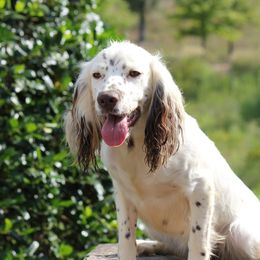 Pearl - English Cocker Spaniel