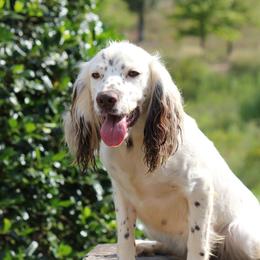 Pearl - English Cocker Spaniel