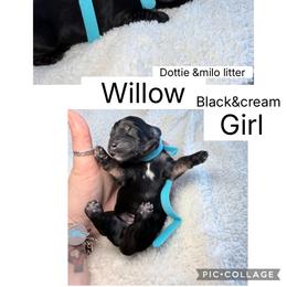 Willow - Black and tan female Dachshund puppy in Fort Worth, Texas from The Holloway Dachshunds