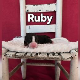 Ruby - Tri-color female Bernese Mountain Dog puppy in Independence, Virginia from Thornton Bernese Mountain Dogs