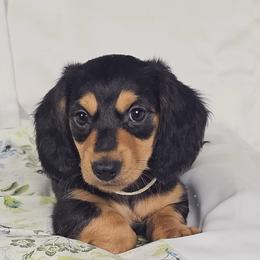 Cheese - Black and cream male Dachshund puppy in Sacramento, California from MiniDoxPups