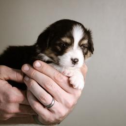 Benjamin - Black and tan male Pembroke Welsh Corgi puppy in South Otselic, New York from Ridge Top Corgis